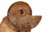Jurassic Ammonite (Macrocephalites) Fossil - Sengenthal, Germany #334758-1
